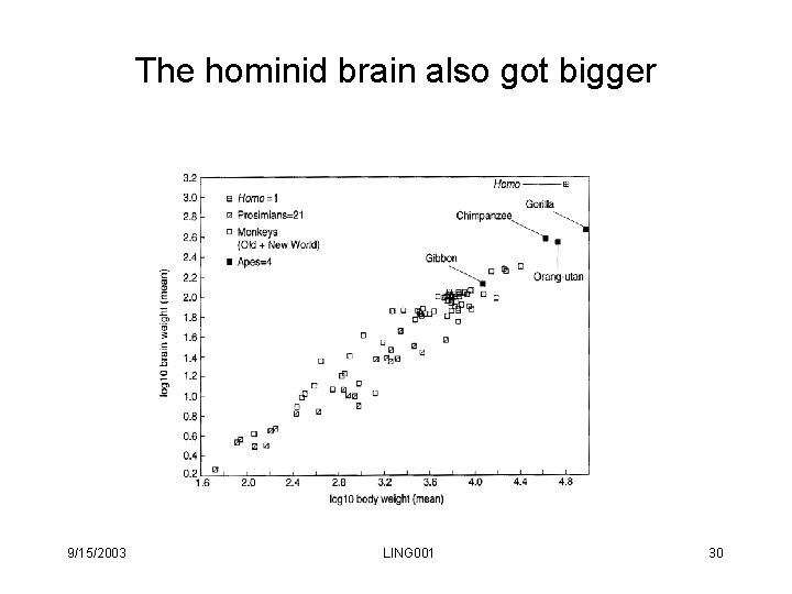 The hominid brain also got bigger 9/15/2003 LING 001 30 The hominid brain also got bigger 9/15/2003 LING 001 30