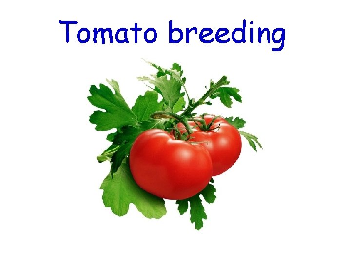 Tomato breeding 