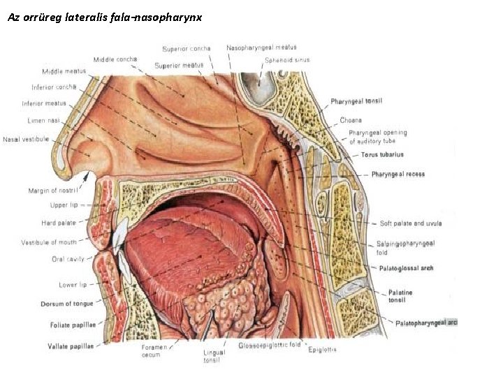 Az orrüreg lateralis fala-nasopharynx 