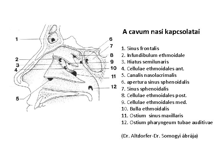  A cavum nasi kapcsolatai 1. Sinus frontalis 2. Infundibulum ethmoidale 3. Hiatus semilunaris