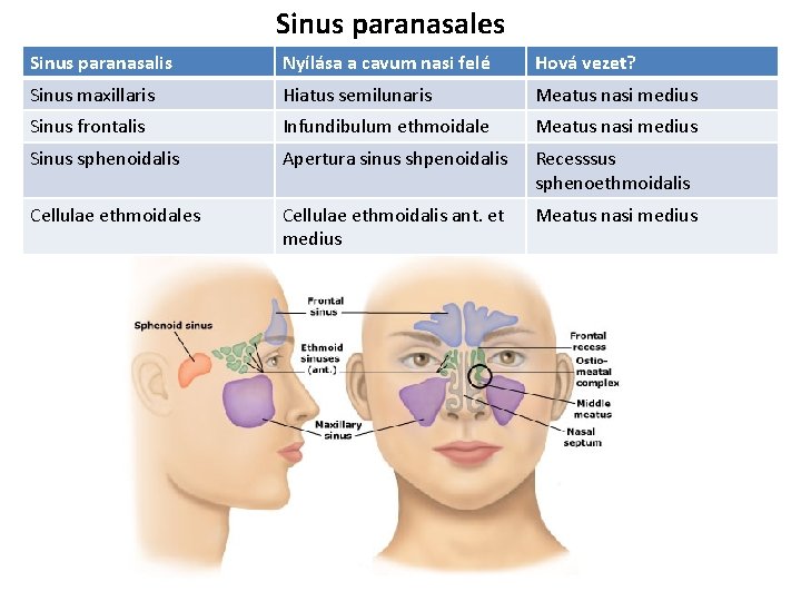 Sinus paranasales Sinus paranasalis Nyílása a cavum nasi felé Hová vezet? Sinus maxillaris Hiatus