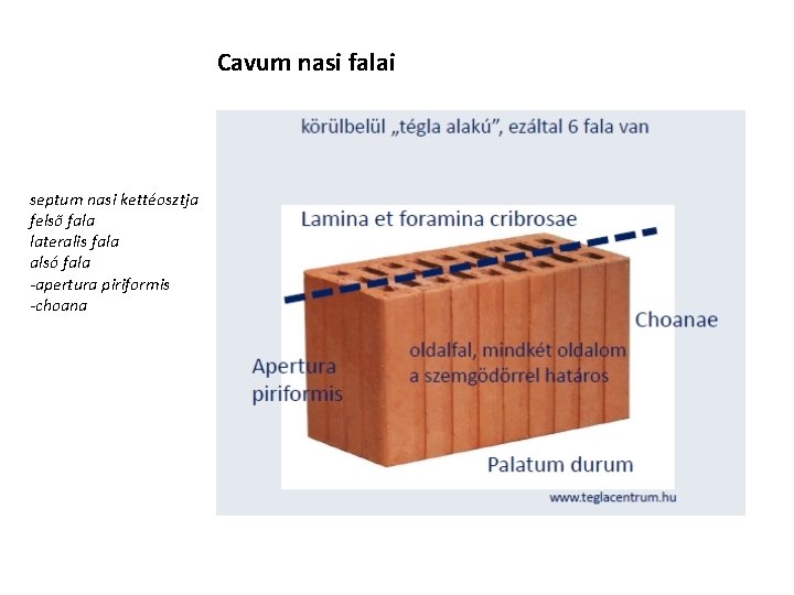 Cavum nasi falai septum nasi kettéosztja felső fala lateralis fala alsó fala -apertura piriformis