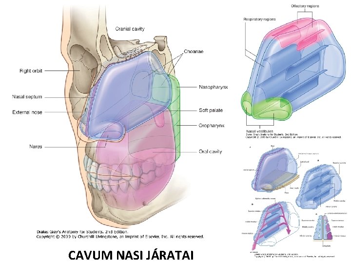 CAVUM NASI JÁRATAI 