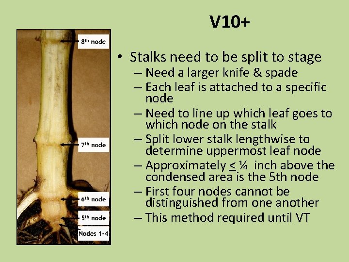 V 10+ • Stalks need to be split to stage – Need a larger