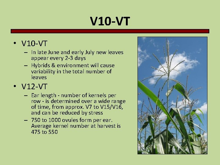 V 10 -VT • V 10 -VT – In late June and early July