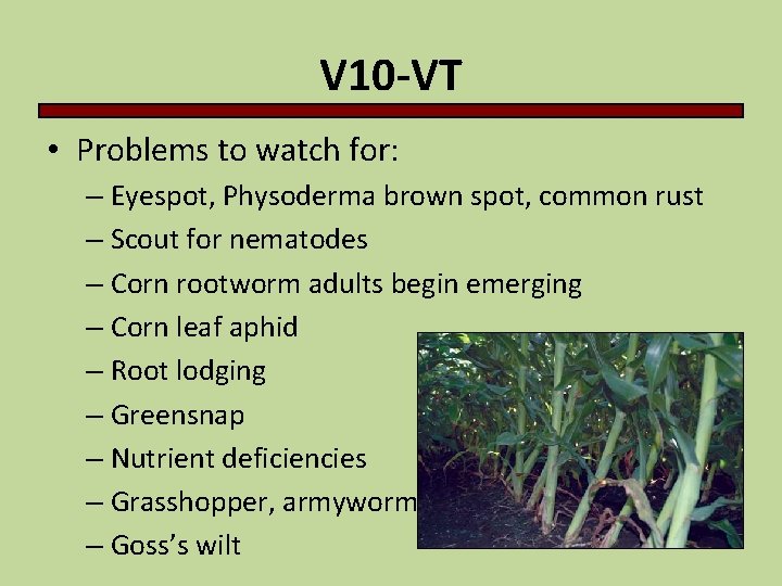 V 10 -VT • Problems to watch for: – Eyespot, Physoderma brown spot, common