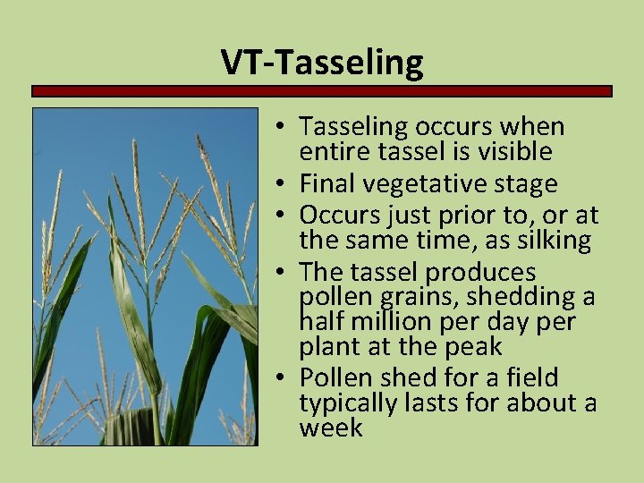 VT-Tasseling • Tasseling occurs when entire tassel is visible • Final vegetative stage •