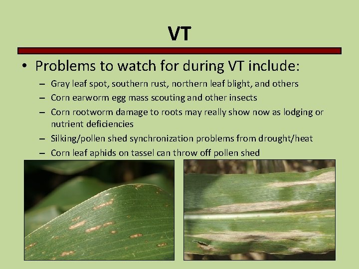 VT • Problems to watch for during VT include: – Gray leaf spot, southern