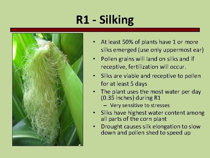 R 1 - Silking • At least 50% of plants have 1 or more