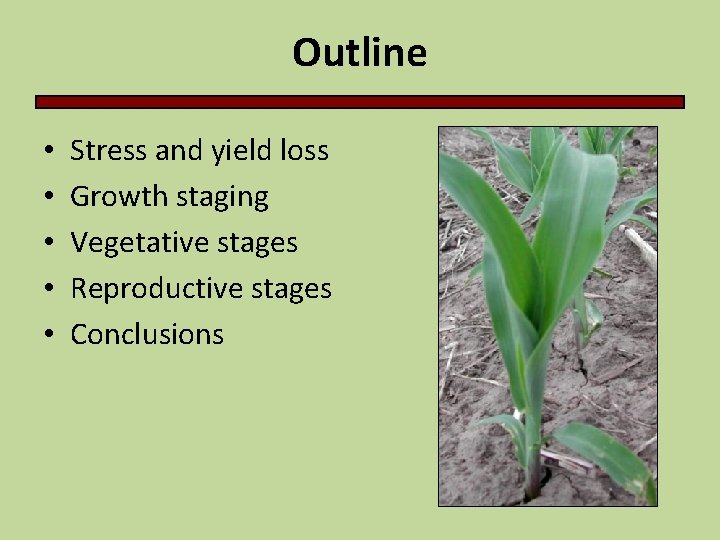 Outline • • • Stress and yield loss Growth staging Vegetative stages Reproductive stages