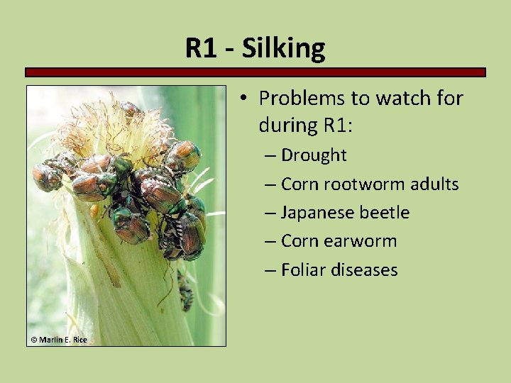 R 1 - Silking • Problems to watch for during R 1: – Drought