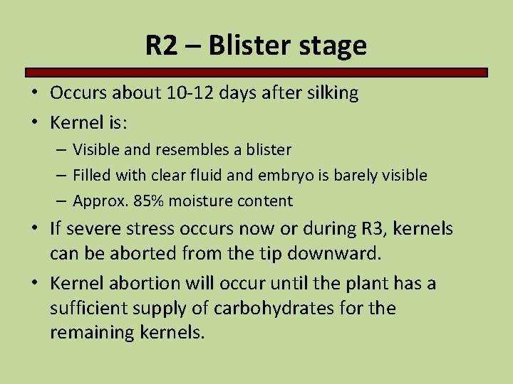R 2 – Blister stage • Occurs about 10 -12 days after silking •