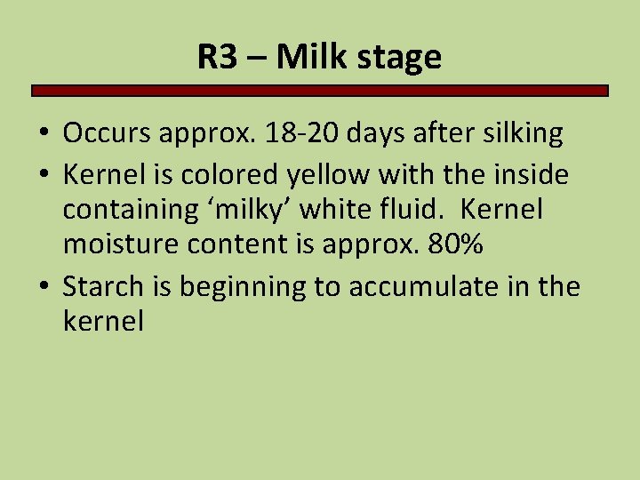 R 3 – Milk stage • Occurs approx. 18 -20 days after silking •