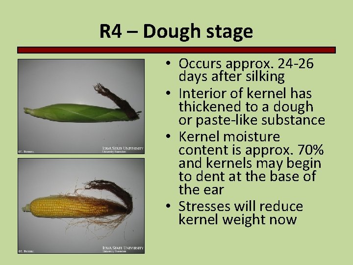 R 4 – Dough stage • Occurs approx. 24 -26 days after silking •