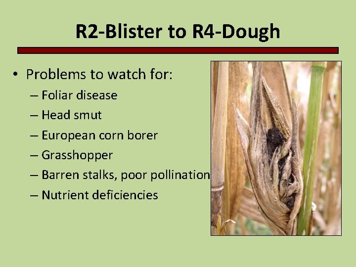 R 2 -Blister to R 4 -Dough • Problems to watch for: – Foliar