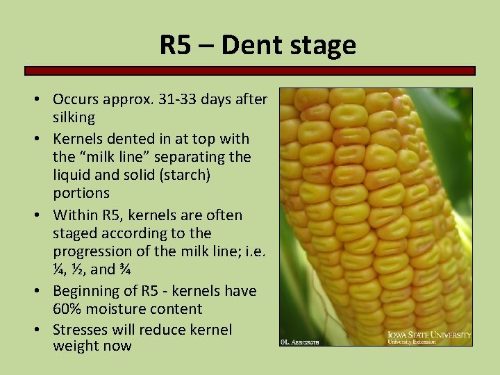 R 5 – Dent stage • Occurs approx. 31 -33 days after silking •