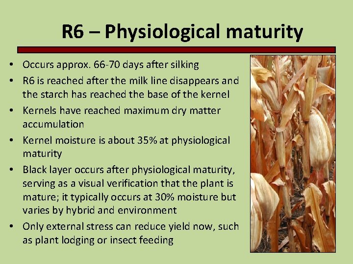 R 6 – Physiological maturity • Occurs approx. 66 -70 days after silking •