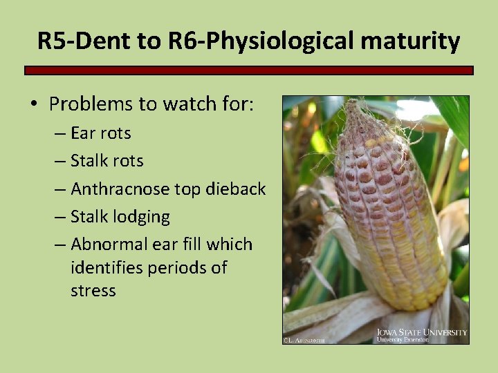 R 5 -Dent to R 6 -Physiological maturity • Problems to watch for: –