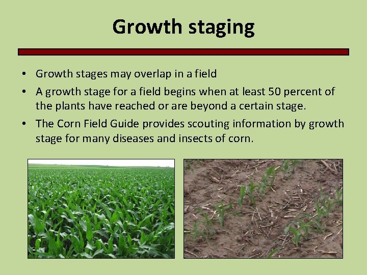 Growth staging • Growth stages may overlap in a field • A growth stage