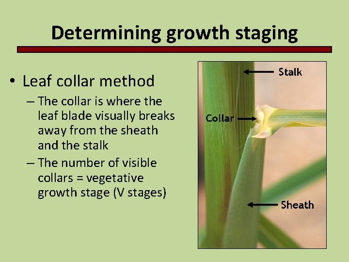 Determining growth staging • Leaf collar method – The collar is where the leaf