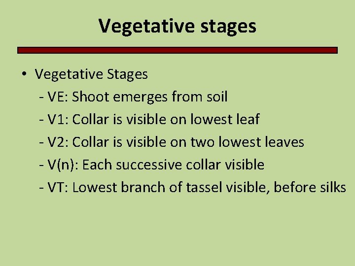 Vegetative stages • Vegetative Stages - VE: Shoot emerges from soil - V 1: