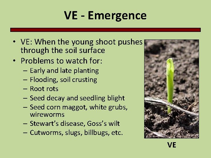 VE - Emergence • VE: When the young shoot pushes through the soil surface