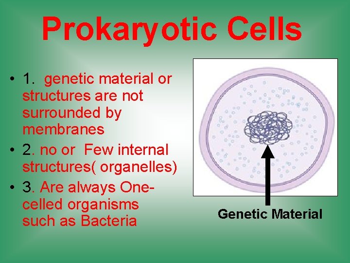 Prokaryotic Cells • 1. genetic material or structures are not surrounded by membranes •