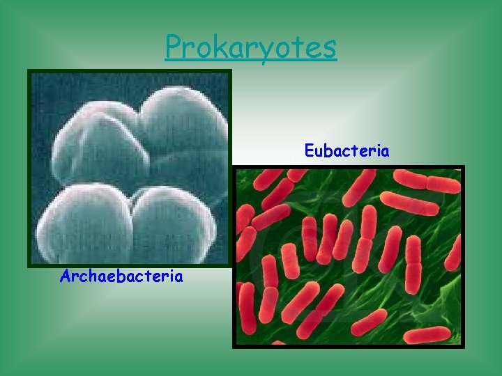 Prokaryotes Eubacteria Archaebacteria 