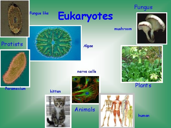 Fungus like Fungus Eukaryotes mushroom Protists Algae nerve cells Paramecium Plants kitten Animals human