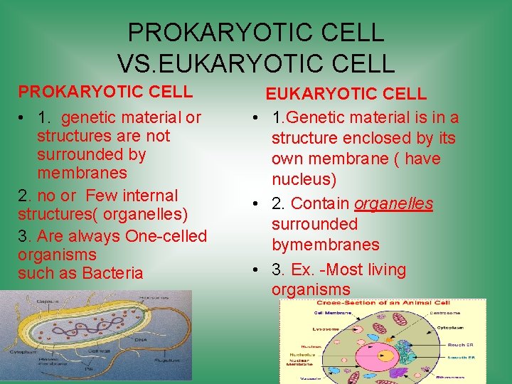 PROKARYOTIC CELL VS. EUKARYOTIC CELL PROKARYOTIC CELL • 1. genetic material or structures are