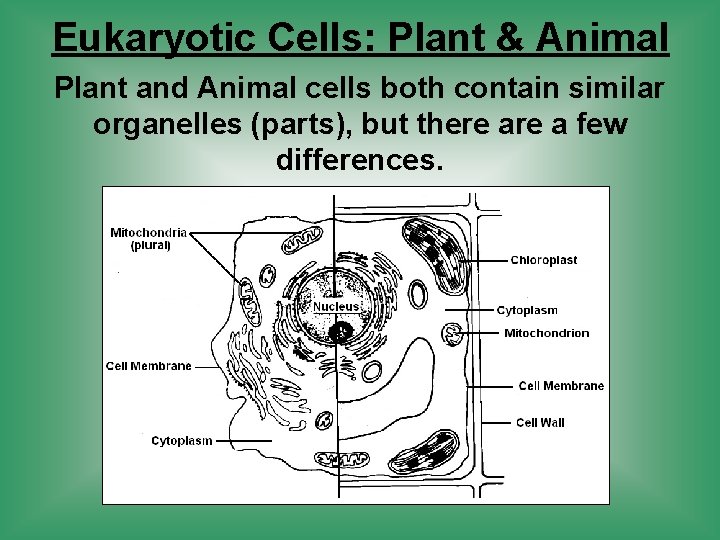 Eukaryotic Cells: Plant & Animal Plant and Animal cells both contain similar organelles (parts),