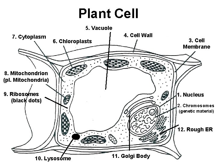 Plant Cell 5. Vacuole 7. Cytoplasm 6. Chloroplasts 4. Cell Wall 3. Cell Membrane