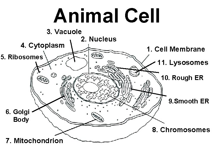 Animal Cell 3. Vacuole 2. Nucleus 4. Cytoplasm 5. Ribosomes 1. Cell Membrane 11.