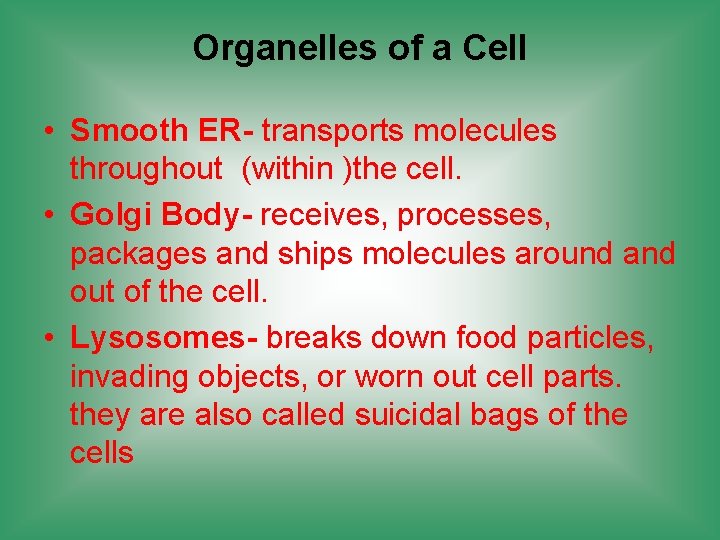 Organelles of a Cell • Smooth ER- transports molecules throughout (within )the cell. •