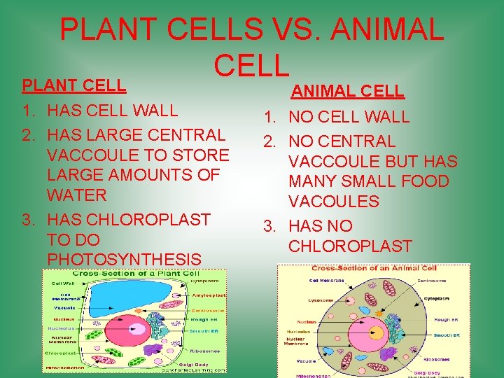 PLANT CELLS VS. ANIMAL CELL PLANT CELL ANIMAL CELL 1. HAS CELL WALL 2.