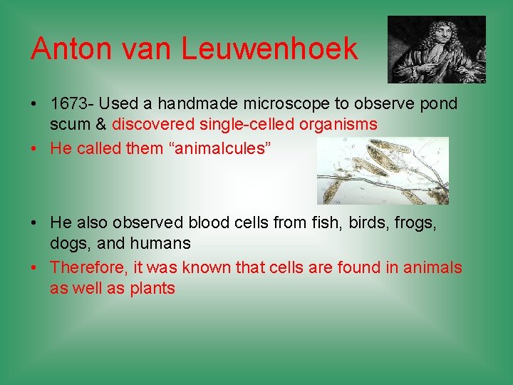Anton van Leuwenhoek • 1673 - Used a handmade microscope to observe pond scum