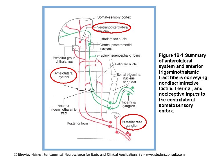 Figure 18 -1 Summary of anterolateral system and anterior trigeminothalamic tract fibers conveying nondiscriminative