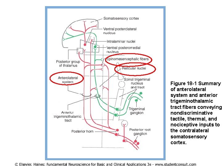 Figure 18 -1 Summary of anterolateral system and anterior trigeminothalamic tract fibers conveying nondiscriminative