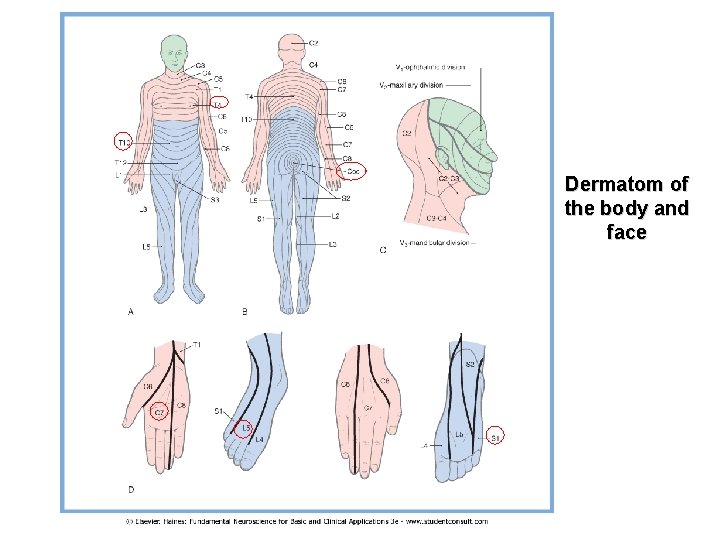 Dermatom of the body and face 