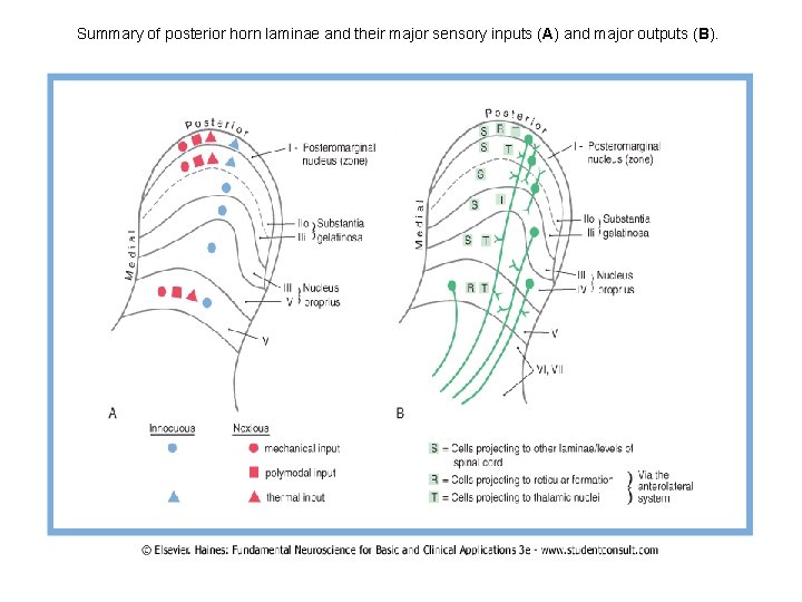 Summary of posterior horn laminae and their major sensory inputs (A) and major outputs