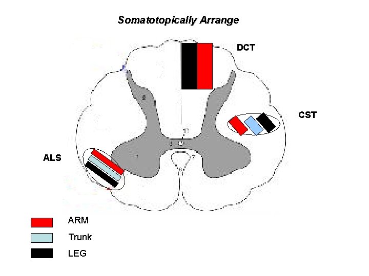 Somatotopically Arrange DCT CST ALS ARM Trunk LEG 