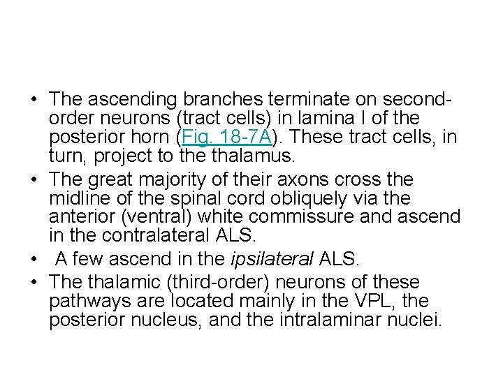  • The ascending branches terminate on secondorder neurons (tract cells) in lamina I