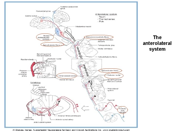 The anterolateral system 