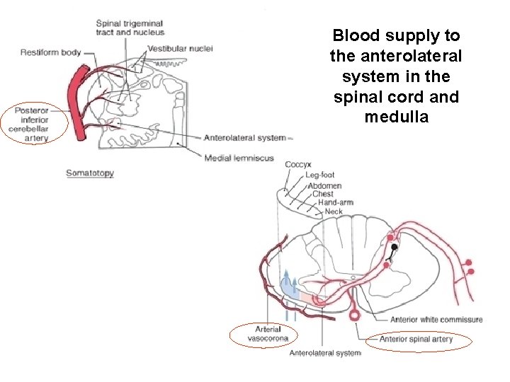 Blood supply to the anterolateral system in the spinal cord and medulla 