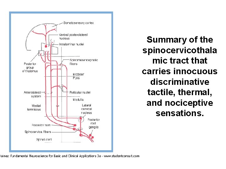 Summary of the spinocervicothala mic tract that carries innocuous discriminative tactile, thermal, and nociceptive