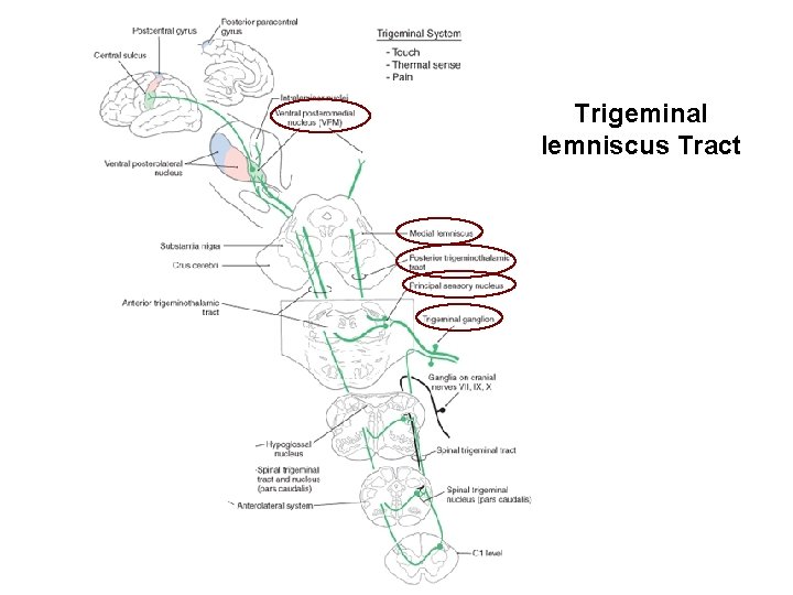 Trigeminal lemniscus Tract 