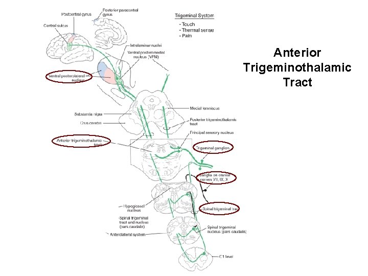 Anterior Trigeminothalamic Tract 