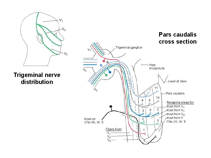 Pars caudalis cross section Trigeminal nerve distribution 