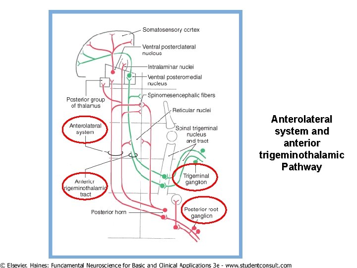 Anterolateral system and anterior trigeminothalamic Pathway 