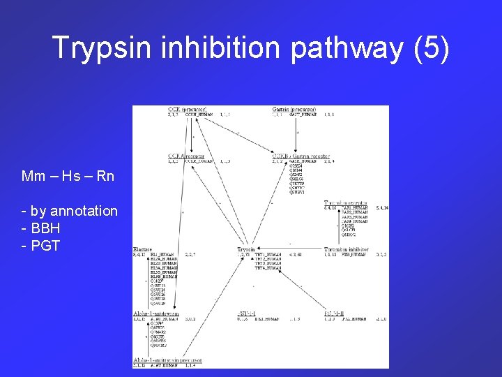 Trypsin inhibition pathway (5) Mm – Hs – Rn - by annotation - BBH